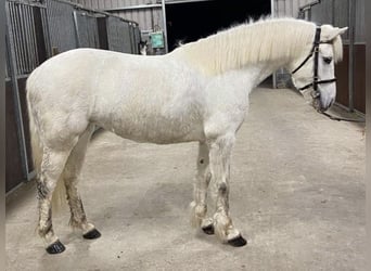 Connemara, Stallion, 7 years, Gray