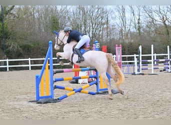 Connemara, Stallion, 8 years, 14,2 hh, Perlino