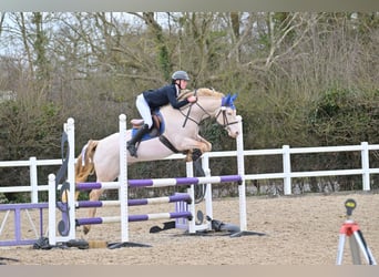 Connemara, Stallion, 8 years, 14,2 hh, Perlino