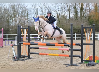 Connemara, Stallion, 8 years, 14,2 hh, Perlino