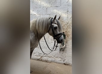 Connemara, Stallion, 9 years, 14 hh, Grey