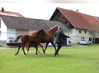 Connemara, Hengst, Fohlen (05/2024), 14,1 hh, Brauner