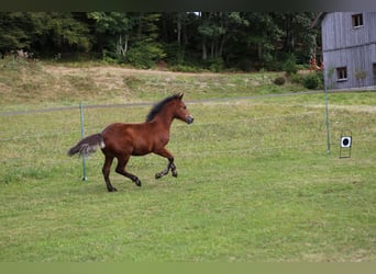 Connemara, Hengst, Fohlen (05/2024), 14,1 hh, Brauner