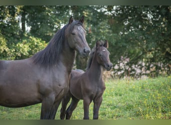 Connemara, Stallion, Foal (05/2024), 14,1 hh, Can be white