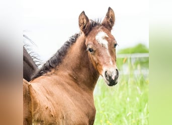 Connemara, Stallion, Foal (04/2024), 14.2 hh, Bay-Dark