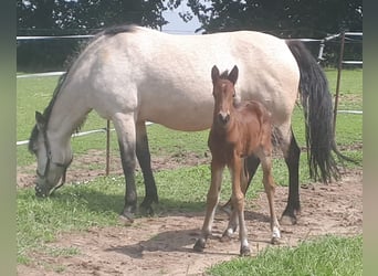 Connemara, Stallion, Foal (05/2024), 14.2 hh, Brown