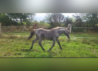 Connemara, Stallion, Foal (05/2026), 14.2 hh, Grey