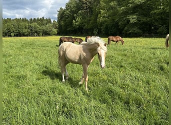 Connemara Mix, Stallion, Foal (03/2026), 14.2 hh, Palomino