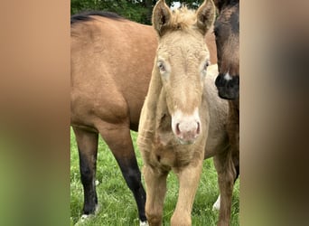 Connemara Mix, Stallion, Foal (03/2026), 14.2 hh, Palomino