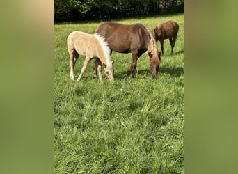 Connemara Mix, Stallion, Foal (03/2026), 14.2 hh, Palomino