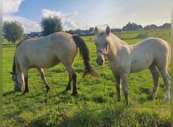 Connemara, Stallion, Foal (04/2023), 14.2 hh, Palomino