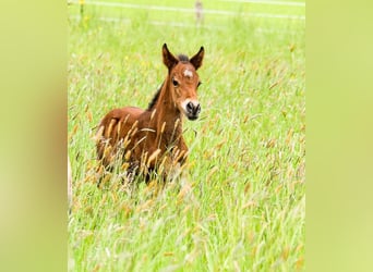 Connemara, Stallion, Foal (05/2024), 14.2 hh, Roan-Bay