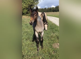 Connemara, Stallion, Foal (06/2026), 14.3 hh, Roan-Bay