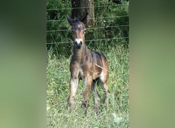 Connemara, Stallion, Foal (06/2026), 14.3 hh, Roan-Bay