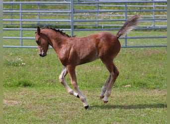 Connemara, Stallion, Foal (05/2025), 14,1 hh, Brown