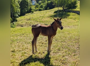 Connemara, Stallion, , 14,1 hh, Brown