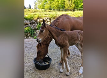 Connemara, Stallion, , 14,1 hh, Brown