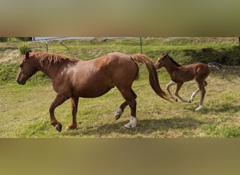 Connemara, Stallion, , 14,1 hh, Brown