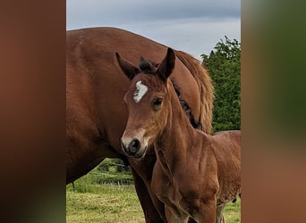 Connemara, Stallion, , 14,1 hh, Brown