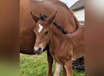 Connemara, Stallion, , 14,1 hh, Brown