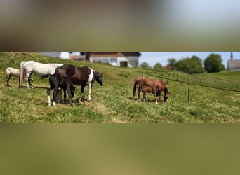 Connemara, Stallion, , 14,1 hh, Brown