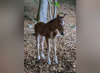 Connemara, Stallion, , 14,1 hh, Brown
