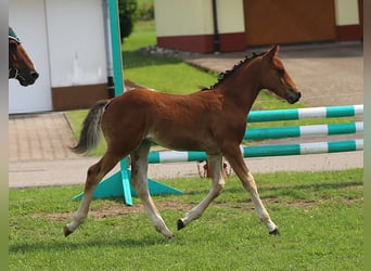 Connemara, Stallion, Foal (05/2025), 14,1 hh, Brown