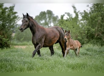 Connemara, Stallion, Foal (04/2025), Bay-Dark
