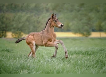 Connemara, Stallion, Foal (04/2025), Bay-Dark