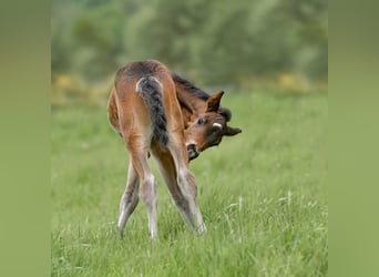 Connemara, Stallion, Foal (04/2025), Bay-Dark