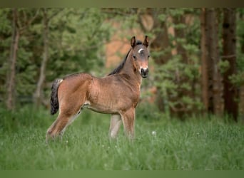 Connemara, Stallion, Foal (04/2025), Bay-Dark