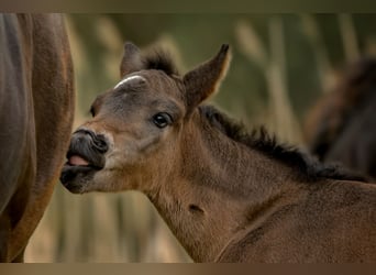 Connemara, Stallion, Foal (04/2025), Bay-Dark