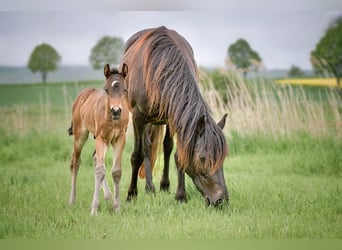 Connemara, Stallion, Foal (04/2025), Bay-Dark