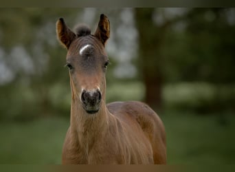 Connemara, Stallion, Foal (04/2025), Bay-Dark