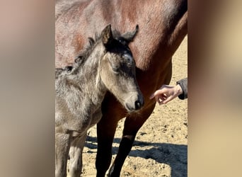 Connemara, Stallion, , Black