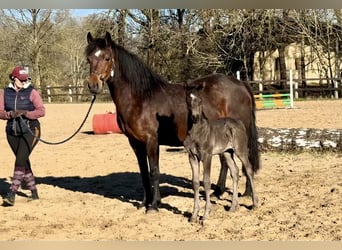 Connemara, Stallion, , Black