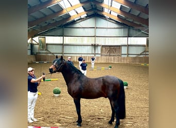 Connemara, Stallion, , Black