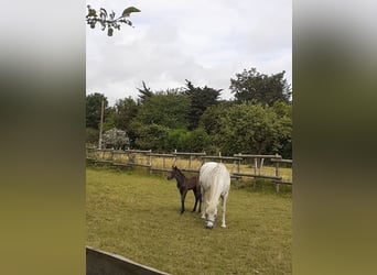 Connemara, Stallion, Foal (01/2024), Brown