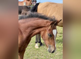 Connemara, Stallion, Foal (05/2025), Brown-Light
