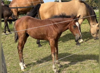 Connemara, Stallion, Foal (05/2025), Brown-Light