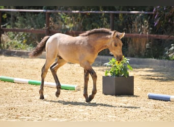 Connemara, Stallion, Foal (05/2025), Buckskin