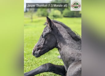 Connemara, Stallion, Foal (05/2024), Gray