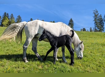 Connemara, Stallion, Foal (05/2024)