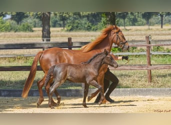 Connemara, Stallion, Foal (06/2025), Roan-Blue