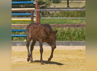 Connemara, Stallion, Foal (06/2025)