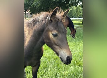 Connemara, Stallion, , Smoky-Black