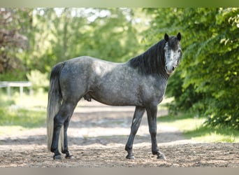Connemara, Stallion, 4 years, 14.1 hh, Gray