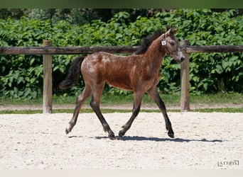 Connemara, Stallion, Foal (03/2025), Grey
