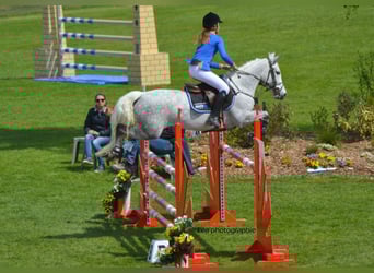 Connemara, Stallone, 1 Anno, 136 cm, Pelle di daino