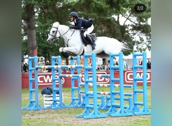 Connemara, Stallone, 1 Anno, 136 cm, Pelle di daino